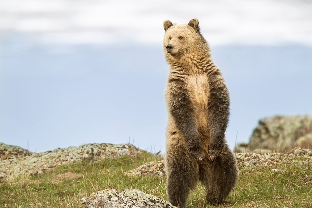 Wyoming-Yellowstone National Park Grizzly bear sniffing air while standing